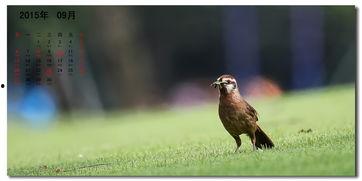 好鸟日视频在线观看,在线观看，感受自然之美  第2张