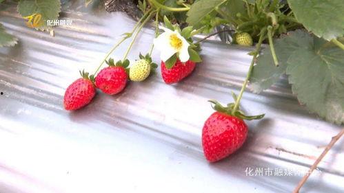 草莓娱乐爆料,明星幕后故事大揭秘  第3张